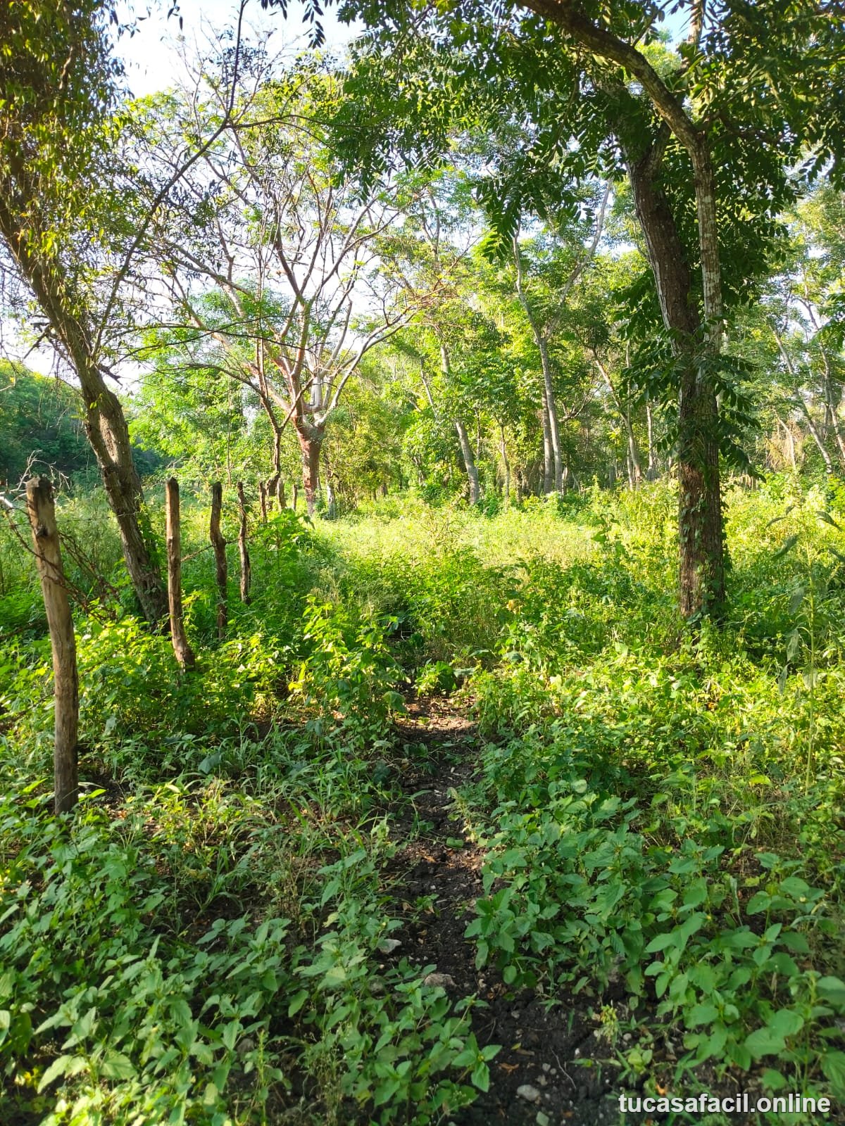 Terreno en venta en COMUNIDAD CARRRIZAL, Emiliano Zapata, foto 6