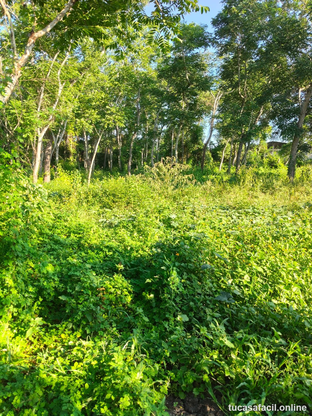 Terreno en venta en COMUNIDAD CARRRIZAL, Emiliano Zapata, foto 7