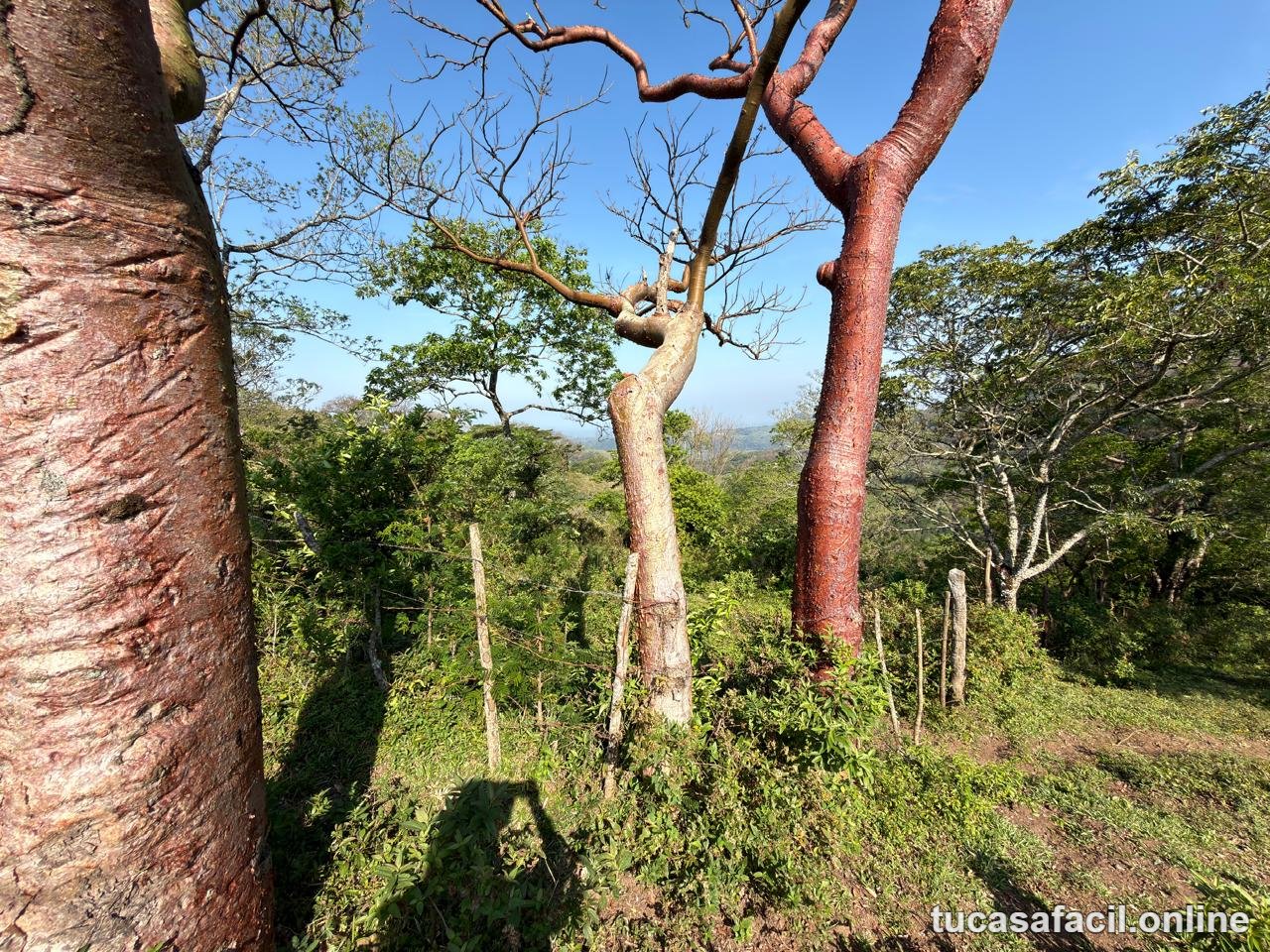 Terreno en venta en Comunidad Cerro Blanco, Santiago Tuxtla, foto 6